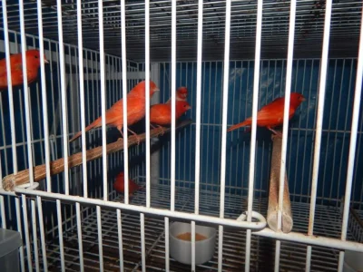 Canario de Cor Vermelho