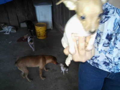 Pinscher Femeas por 300 Cada