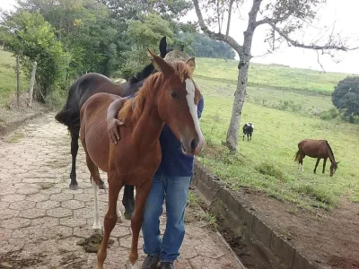 Vende-se ou Troca uma Potra sem Papel