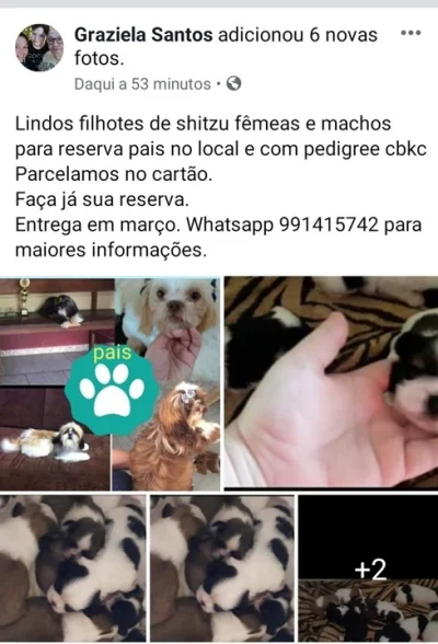Vendo Filhotes de Shitzu Fêmeas e Machos