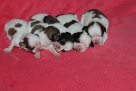 Filhotes de Shihtzu