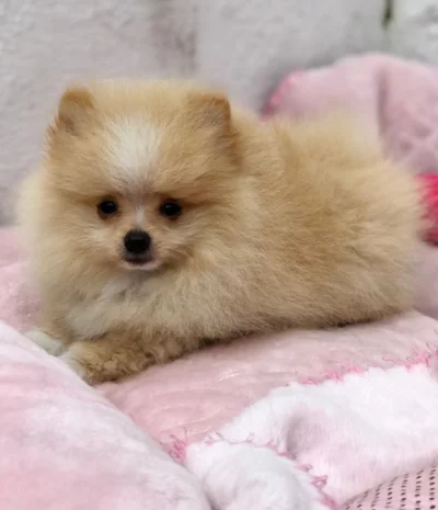 Spitz Alemão Lulu Fêmea ou Macho a Pronta Entrega