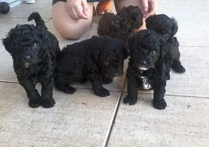 Vendo 5 Filhotes de Poodle