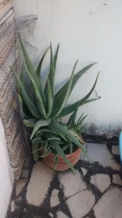 Aloe Vera