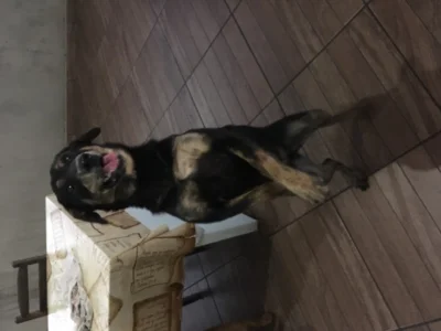 Doação Filhote
