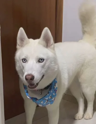 Doa-se Husky Sibeiano