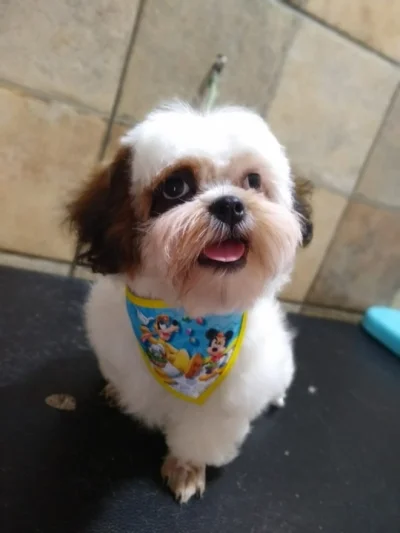 Shih Tzu Macho à Venda (4meses )