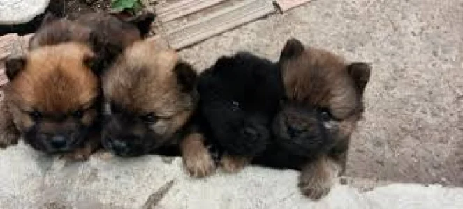 Filhotes de Chow Chow