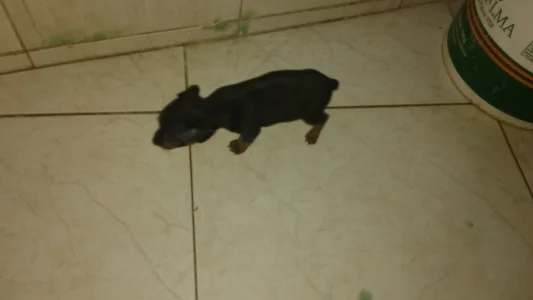 Vendo Pinscher Filhote Preta