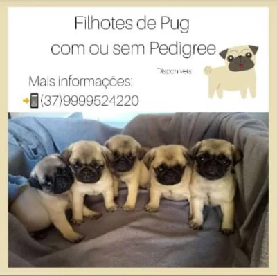 Pug Filhotes
