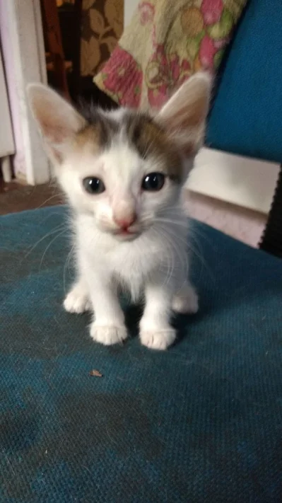 Doação de Gatinhos