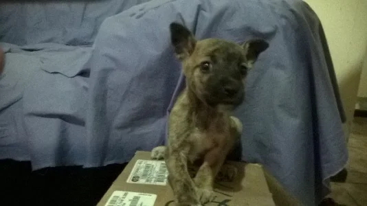 Filhote de Cachorro