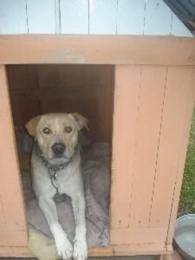 Cachorro