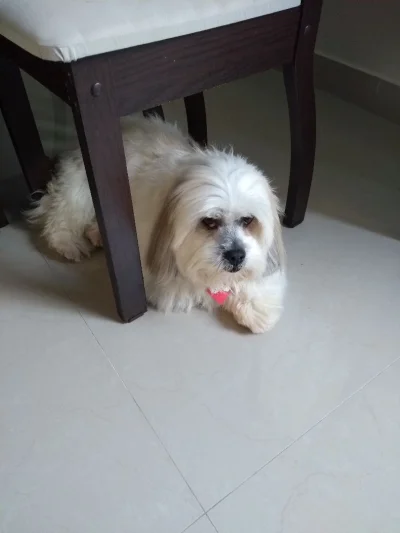 Ilhasa Apso