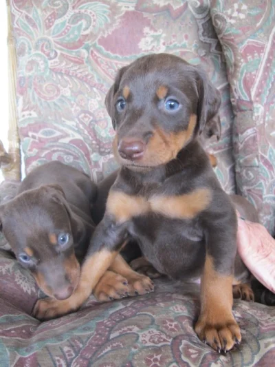 Filhotes de Doberman
