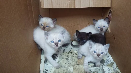 Doação de Gatos