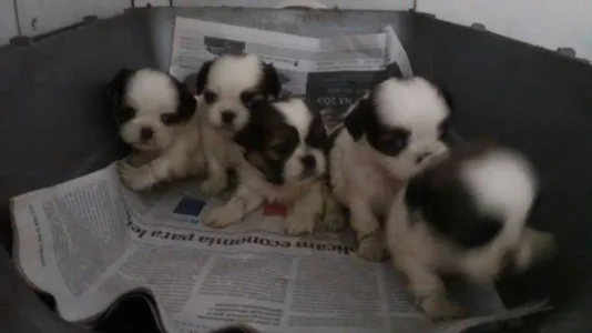Filhotes de Shih Tzú em Diversas Cores
