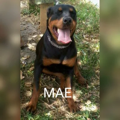 Rottweiler