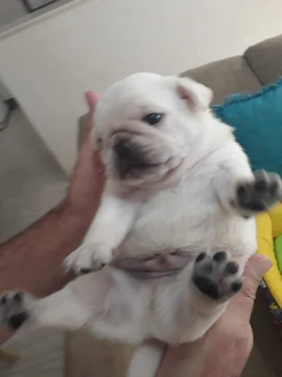 Filhotes de Pug