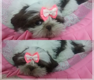Shih Tzu Fêmeas