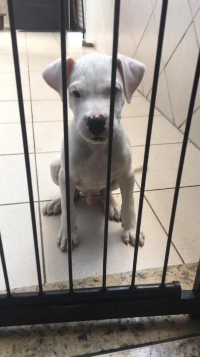 Filhote de Dogo Argentino