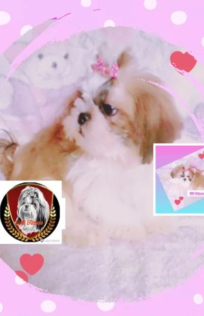 Lindíssima Filhote de Shih Tzu Fêmea com Pedigree
