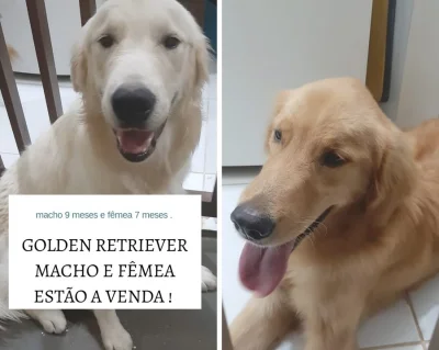 Golden Retriever