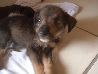 Doação de Cachorro