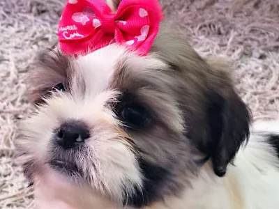 Lindas Fêmeas de Lhasa Apso