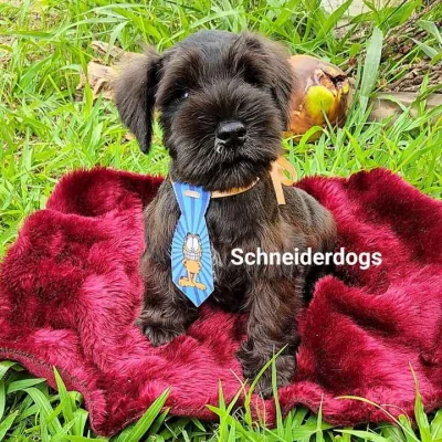 Schnauzer Macho