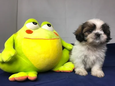 Filhotes Shih Tzu, Sua Mãe Merece!