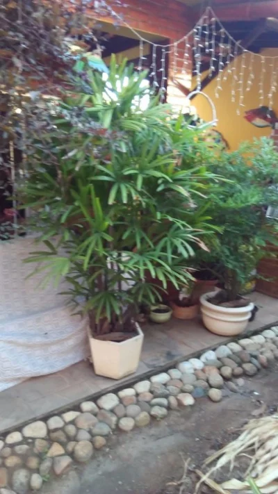Plantas Ornamentais
