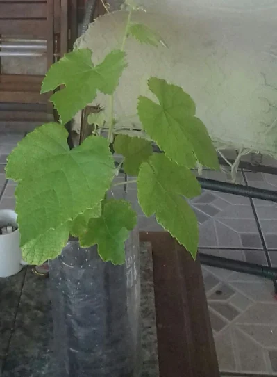 Mudas de Uva