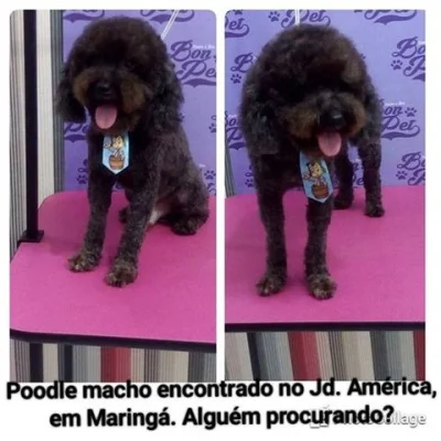 Procura SE Os Donos