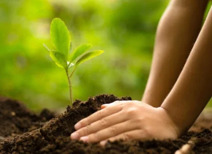 Projeto de Plantação de Mogno Africano c/ Todos Os Custos e Lucro em M
