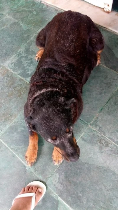 Ajude Minha Cadela a Realizar Sua Cirurgia de Tumor ( Câncer )