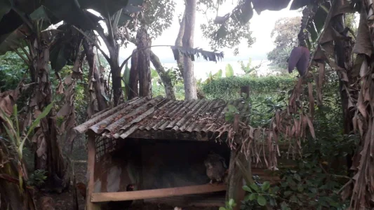 Mini Chácara, Espaço Pra Criar Animais, e Planta