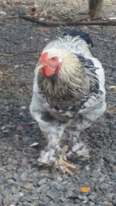 Galos Brahma