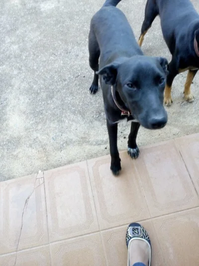 Doando Cachorro