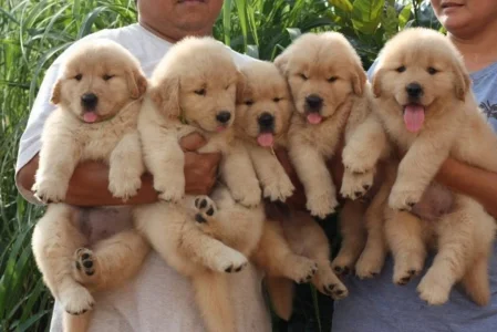 Filhotes de Golden Retriever Entregamos