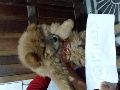 Vendo Filhote de Chow Chow