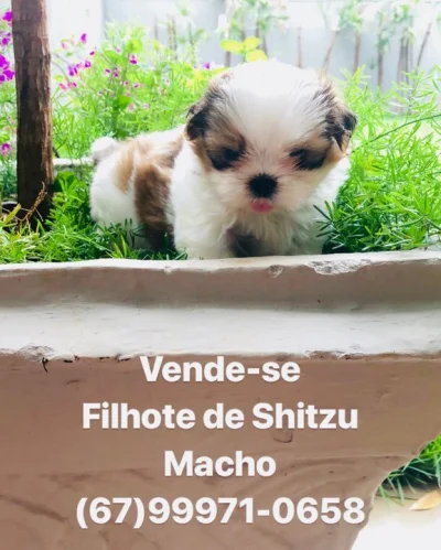 Filhote de Shitzu