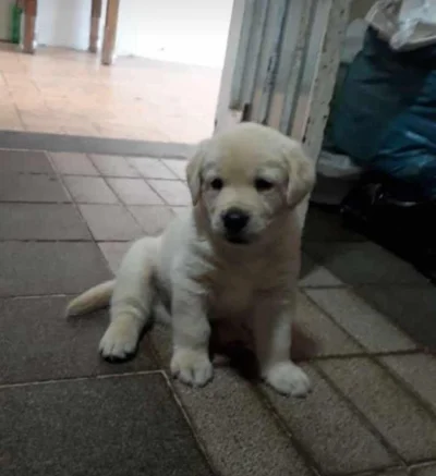 Filhotes de Labrador