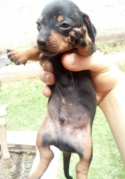 Vende SE Filhotes de Basset Dachshund