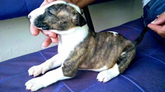 Filhote de Bull Terrier