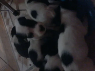 Vendo Fox Paulistinha Filhotes