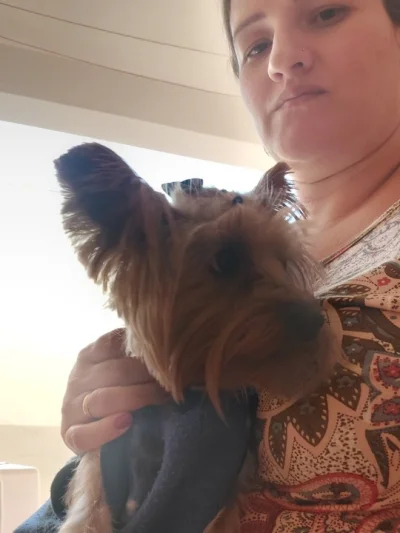 Vende SE Yorkshire Macho 2 Anos