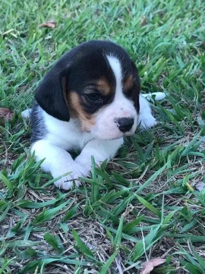 Mini Beagles,criados por Médica Veterinária.excelência