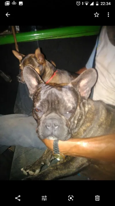 Bulldog Francês