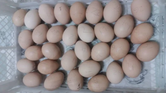 Ovos de Pavoa